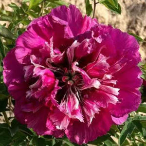 Dragons Chasing Pearl (Er Long Xi Zhu) Rockii Tree Peony