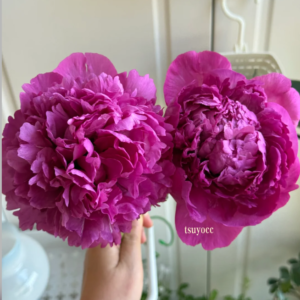 Crimson Orb (Lan Xiu Qiu) Rockii Tree Peony
