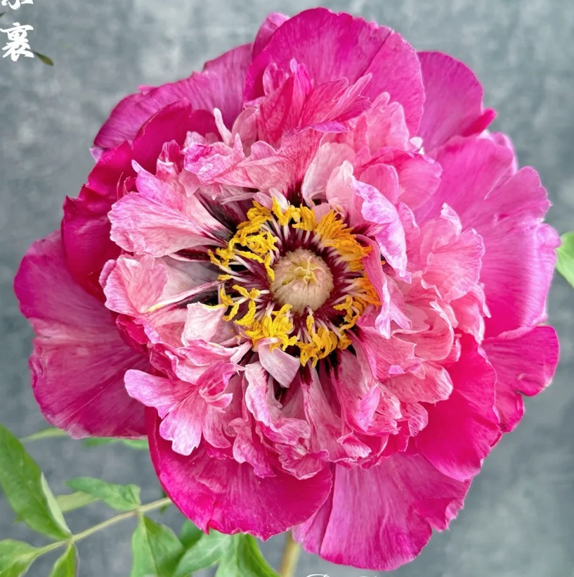 Coral Snow Cloak (Hong Zhuang Su Guo) Rockii Tree Peony