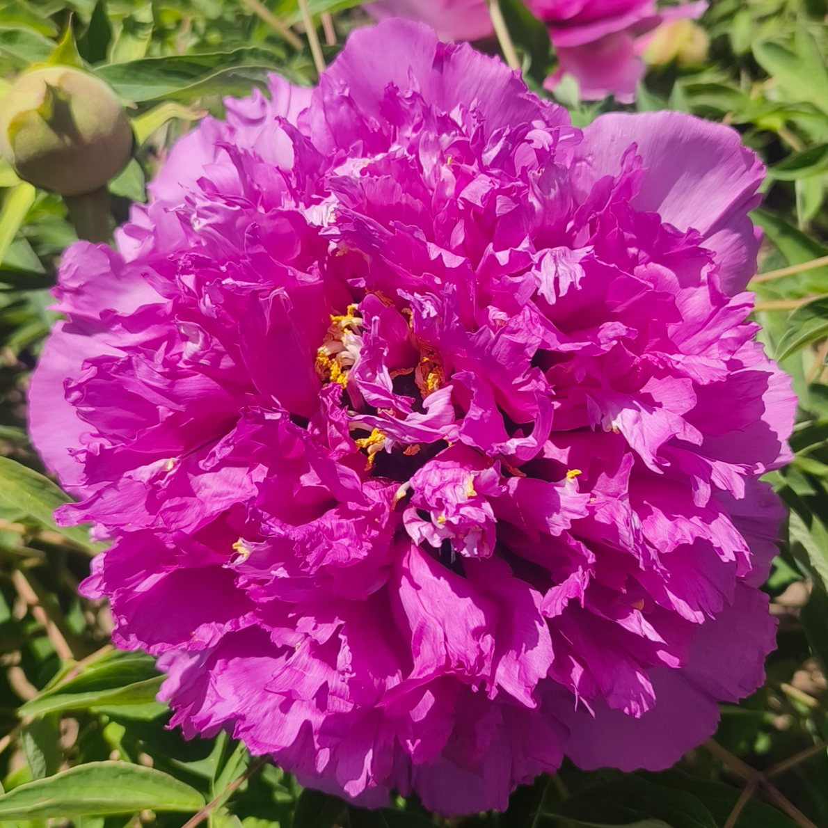 Dazzling Flame (Ju Hua Hong) Rockii Tree Peony