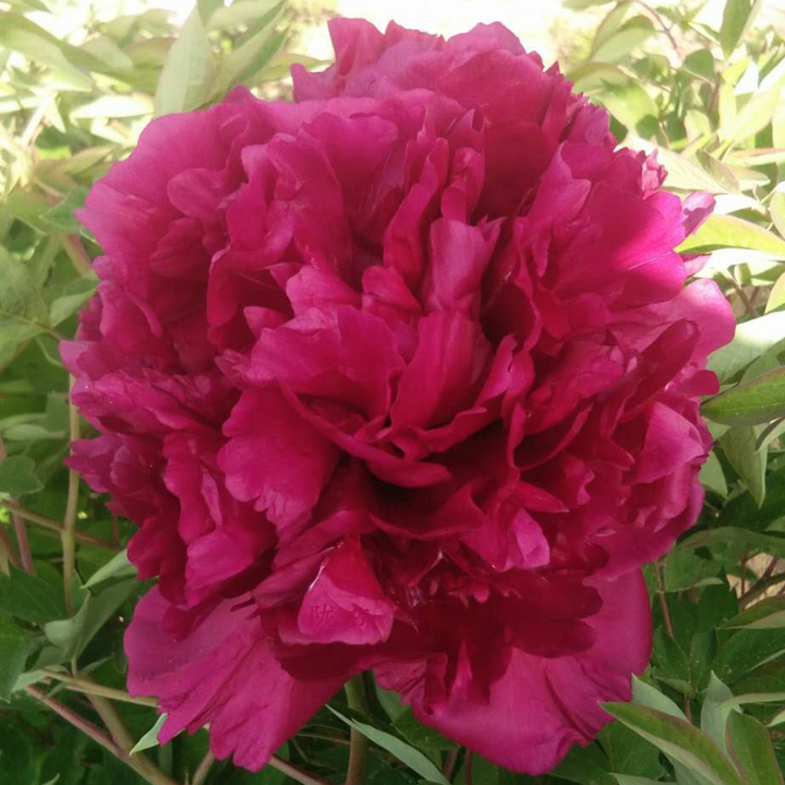 Incense Mist (Xiang Lu Zi Yan) Rockii Tree Peony