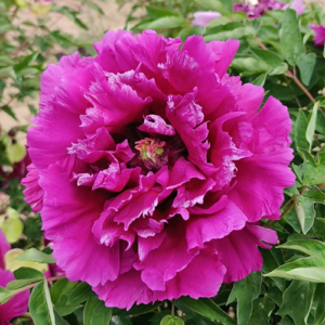 Ruffled Rose (Zou Mei Gui) Rockii Tree Peony
