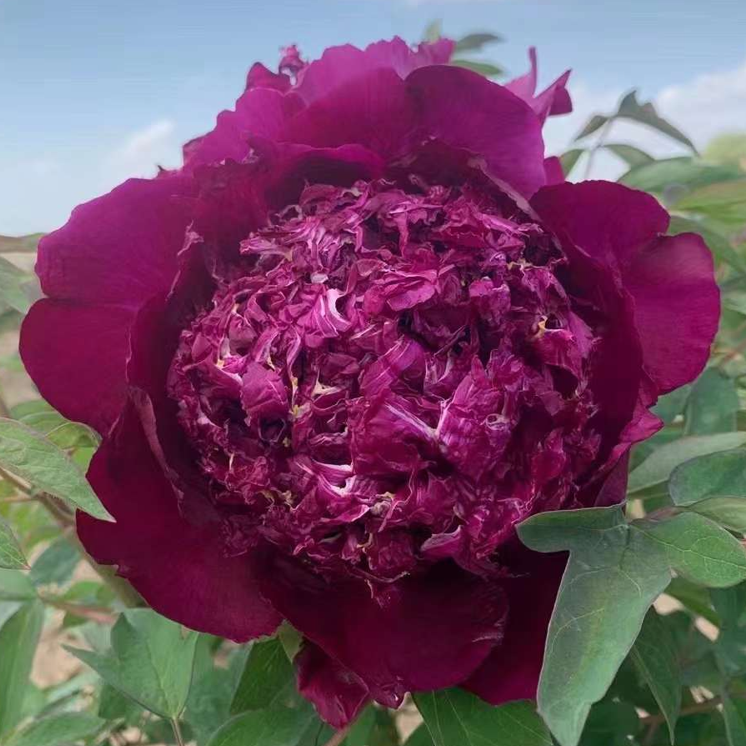 Chrysanthemum Moon (Zi Ju Ban Yue) Rockii Tree Peony