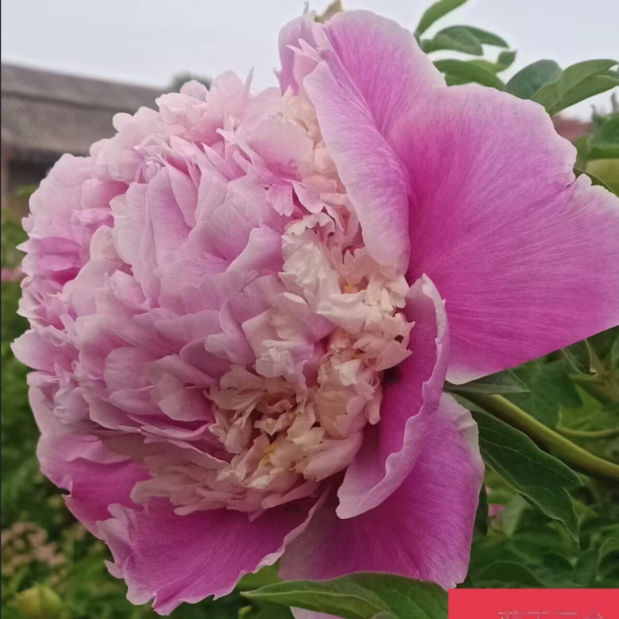 Pink Petticoats (Lan Yu San Tai) Rockii Tree Peony
