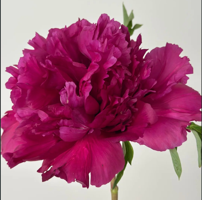Fragrant Blaze (Xiang Nong Se Yan) Rockii Tree Peony