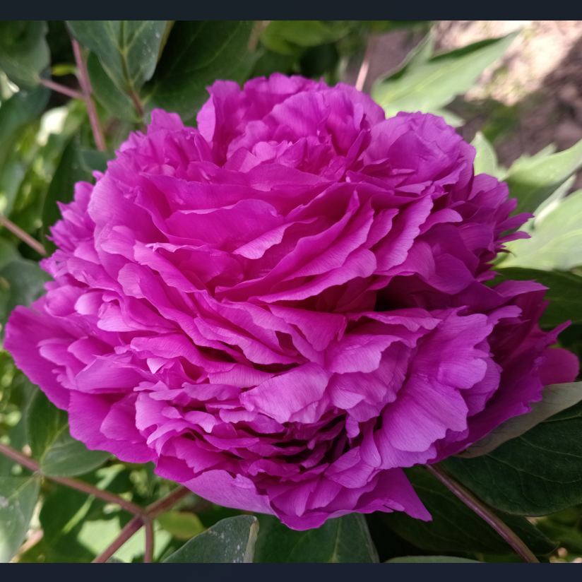 Crimson of Golden City (Jin Cheng Hong) Rockii Tree Peony