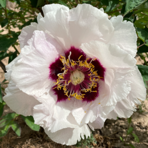 Century Star (Shi Ji Ju Xing) Rockii Tree Peony