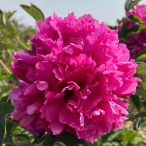 Jazz Party (Li Xiang) Rockii Tree Peony