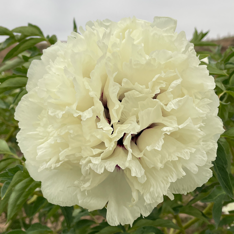 Fluffy Cream (Yu Ban Xiu Qiu) Rockii Tree Peony