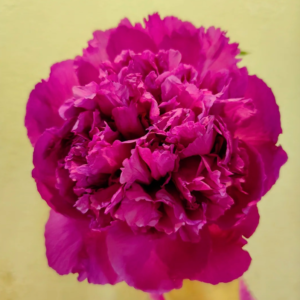 Fuchsia Spheres (Feng Hua Xiu Qiu) Rockii Tree Peony