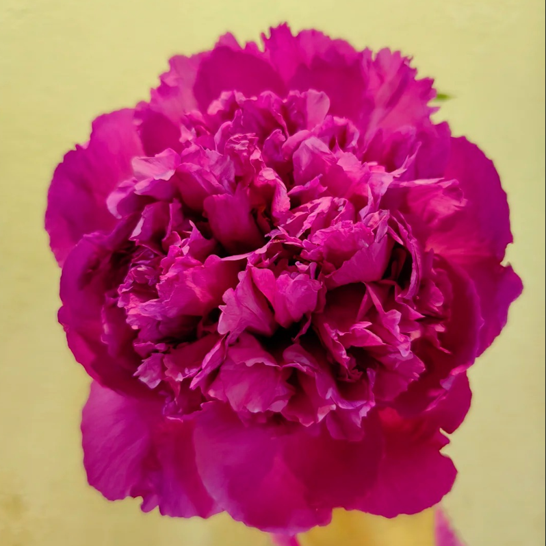Fuchsia Spheres (Feng Hua Xiu Qiu) Rockii Tree Peony