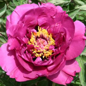 Gansu Joy (Long Yuan Hong) Rockii Tree Peony