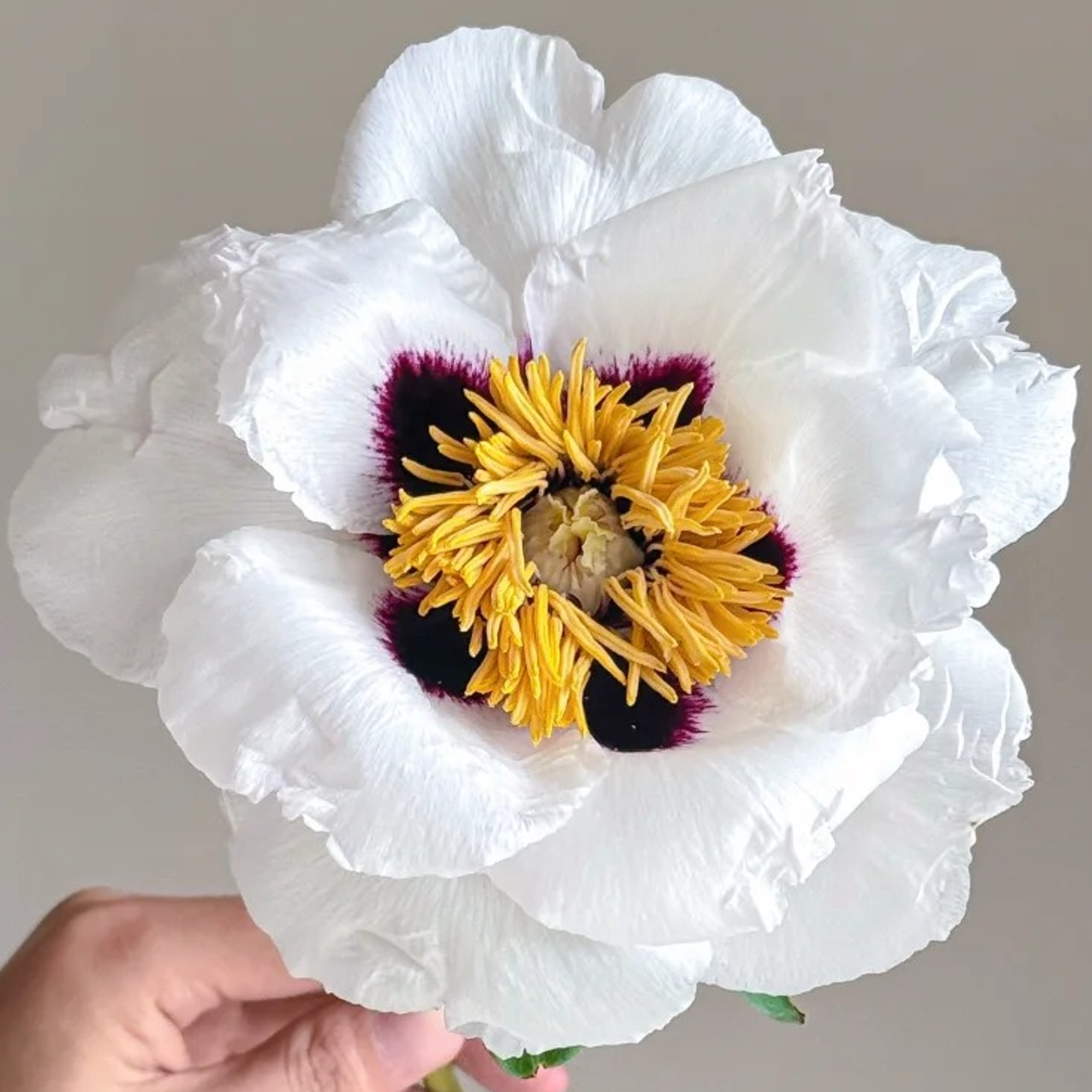 Moonlit Shadow (Tian Shan Xue Lian) Rockii Tree Peony