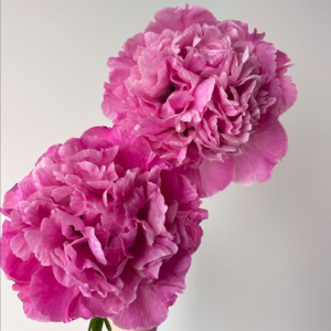 Rose Diamond (Hong Guan Yu Zhu) Rockii Tree Peony