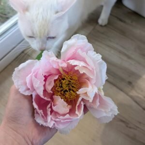 phytu-hanakisoi-tree-peony-bloom-held-in-hand-with-eyr
