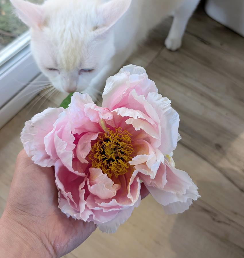 Hanakisoi Japanese large flower tree peony - Image 4
