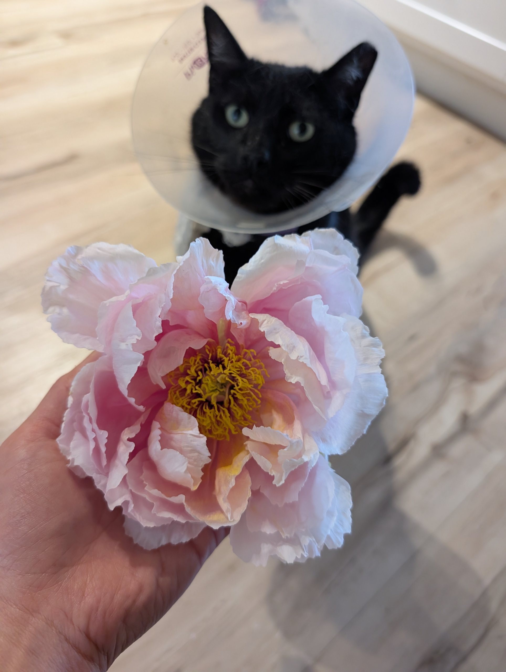 Hanakisoi Japanese large flower tree peony - Image 3