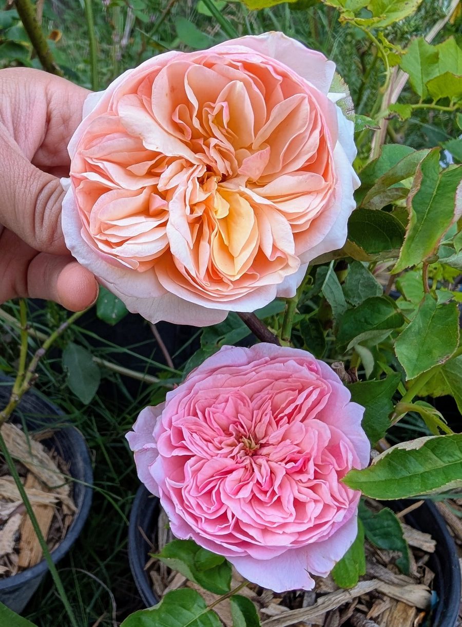 Romeo garden rose plant flower bush deciduous shrub - Image 3