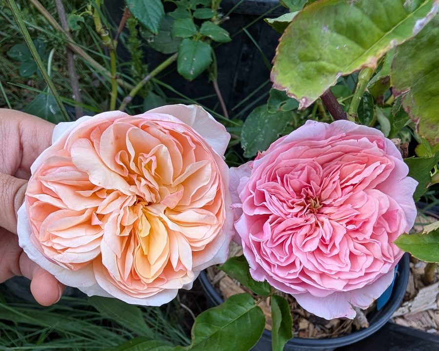 Romeo garden rose plant flower bush deciduous shrub - Image 2