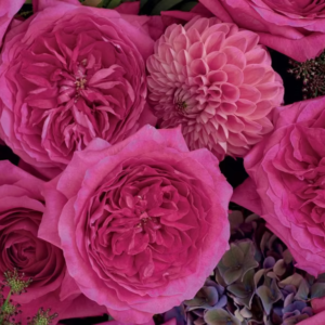 12 roses Capability David Austin deluxe, unique garden roses