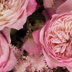 12 roses Constance David Austin deluxe, unique garden roses