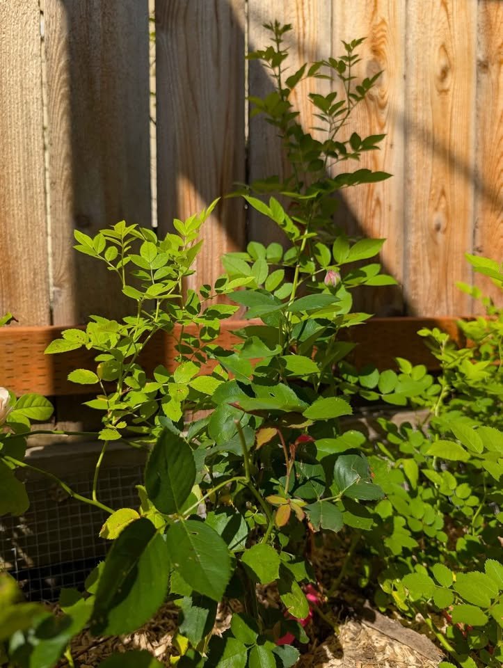 David Austin's Ausjameson (Juliet) lookalike Hanxian climbing garden rose plant large flower - Image 9