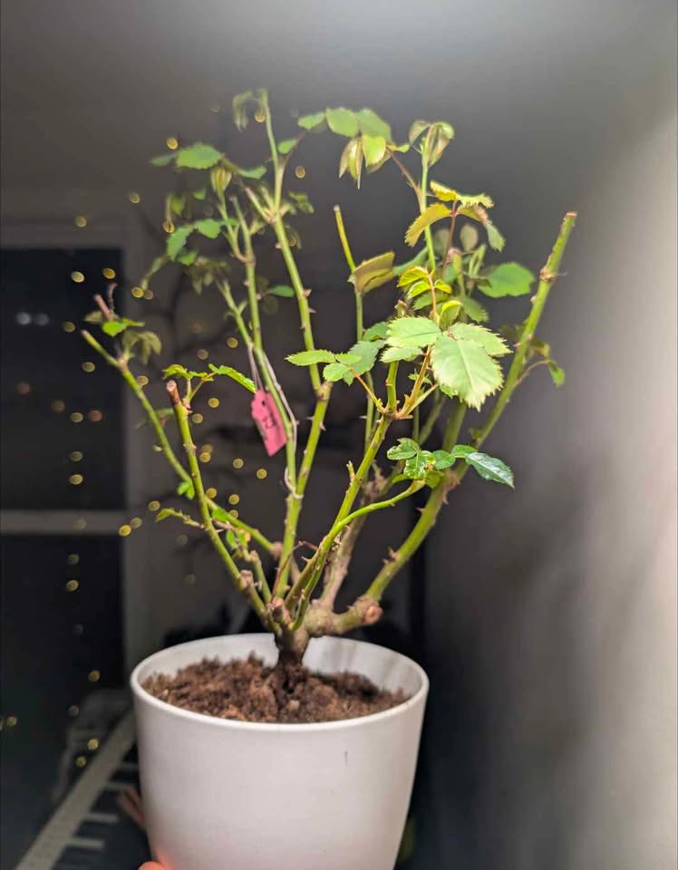 A Shr Lad (Ausled) DA rose cuttings - Image 8