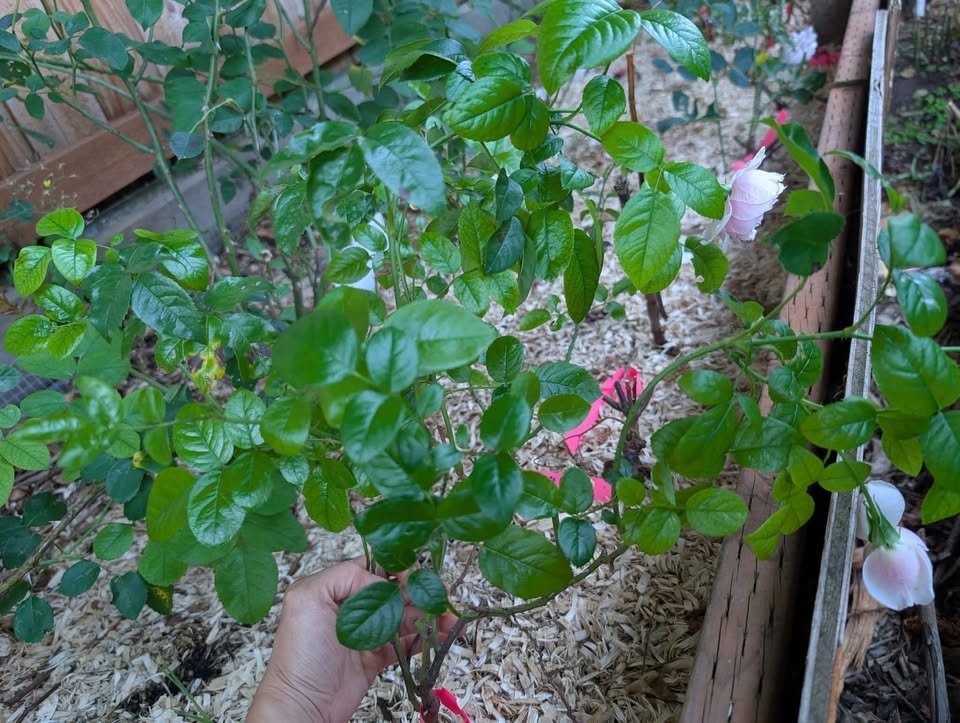 Mikoto rose plant - Image 6