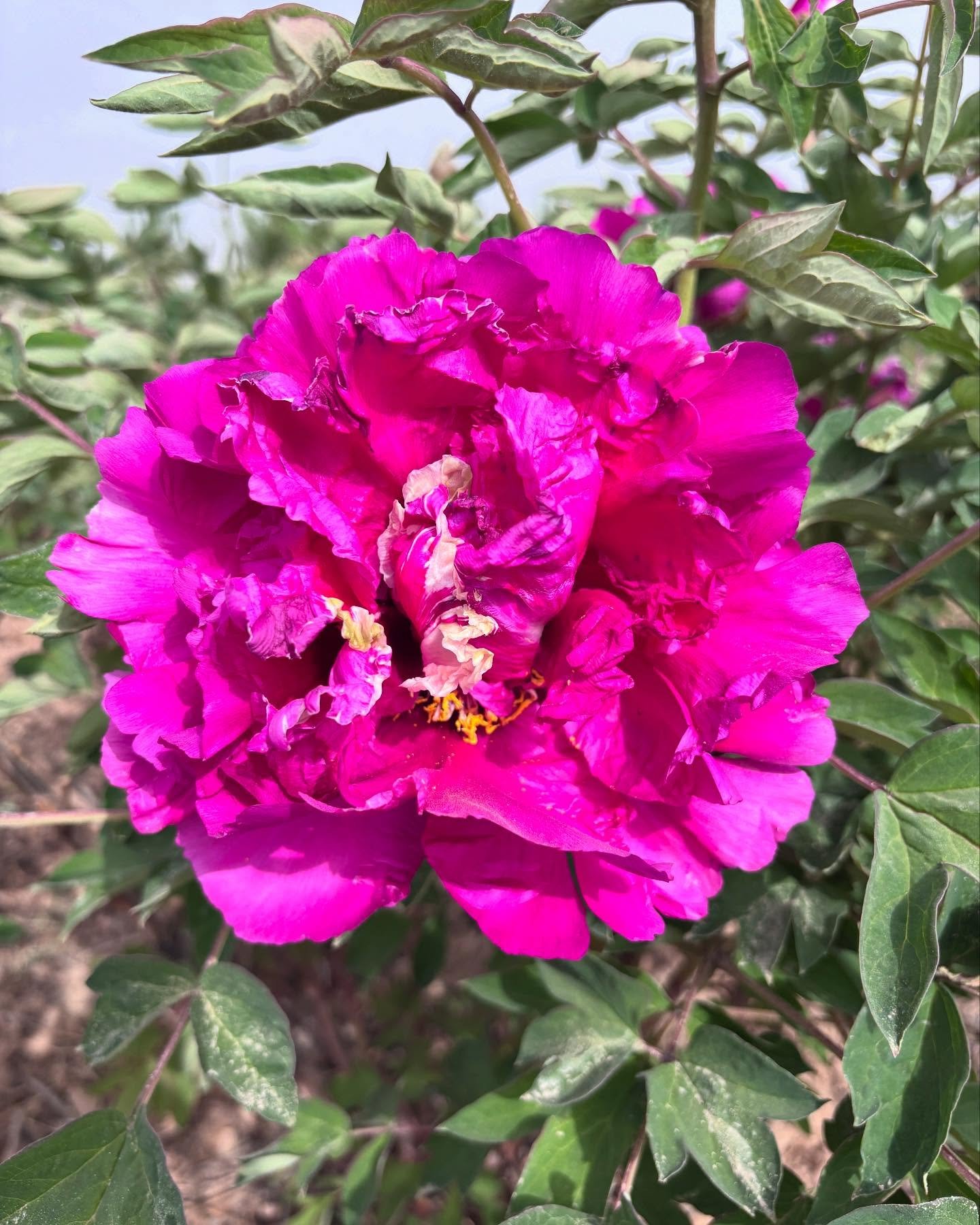 "Red ocean green dragon" large flower tree peony Preorder for fall 2026 - Image 2