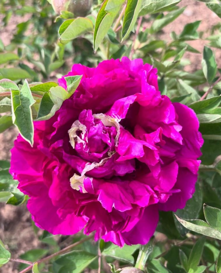 "Red ocean green dragon" large flower tree peony Preorder for fall 2026 - Image 3
