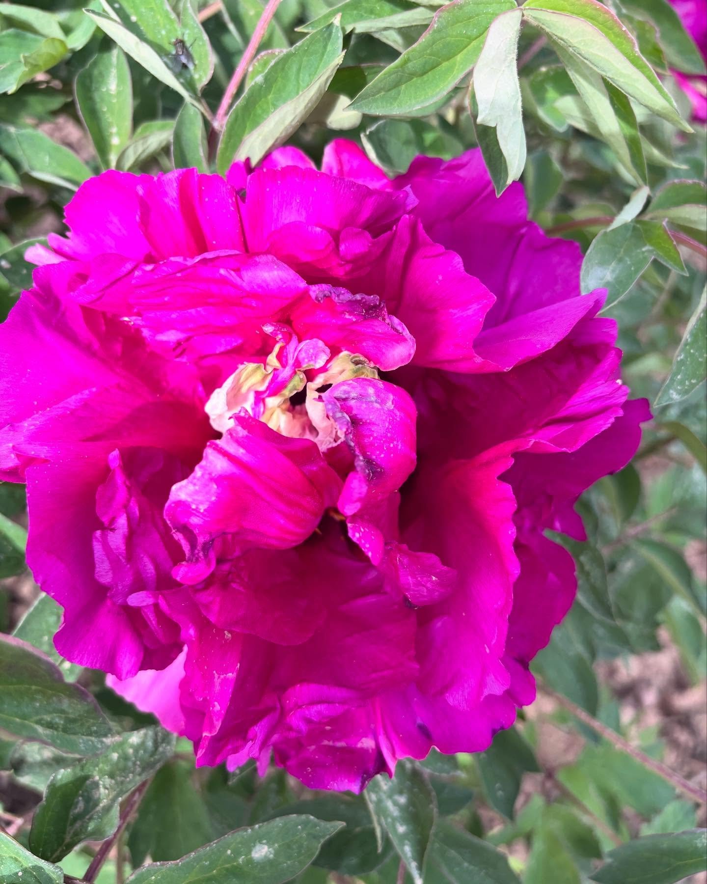 "Red ocean green dragon" large flower tree peony Preorder for fall 2026 - Image 4