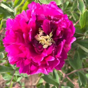 "Red ocean green dragon" large flower tree peony  Preorder for fall 2026