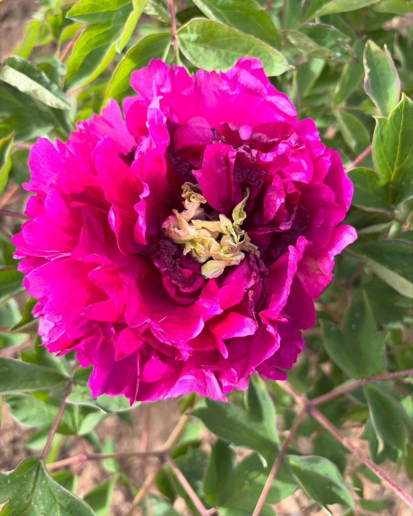 "Red ocean green dragon" large flower tree peony Preorder for fall 2026