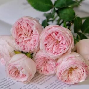 Mansfield Park garden rose plant large flower bush deciduous shrub