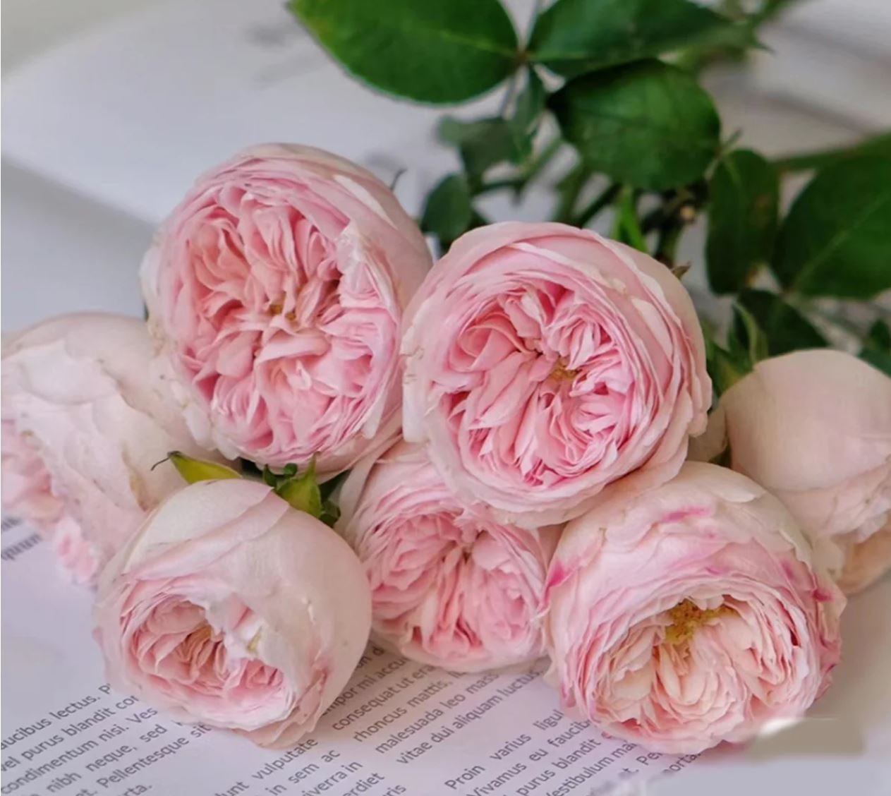 Mansfield Park garden rose plant large flower bush deciduous shrub