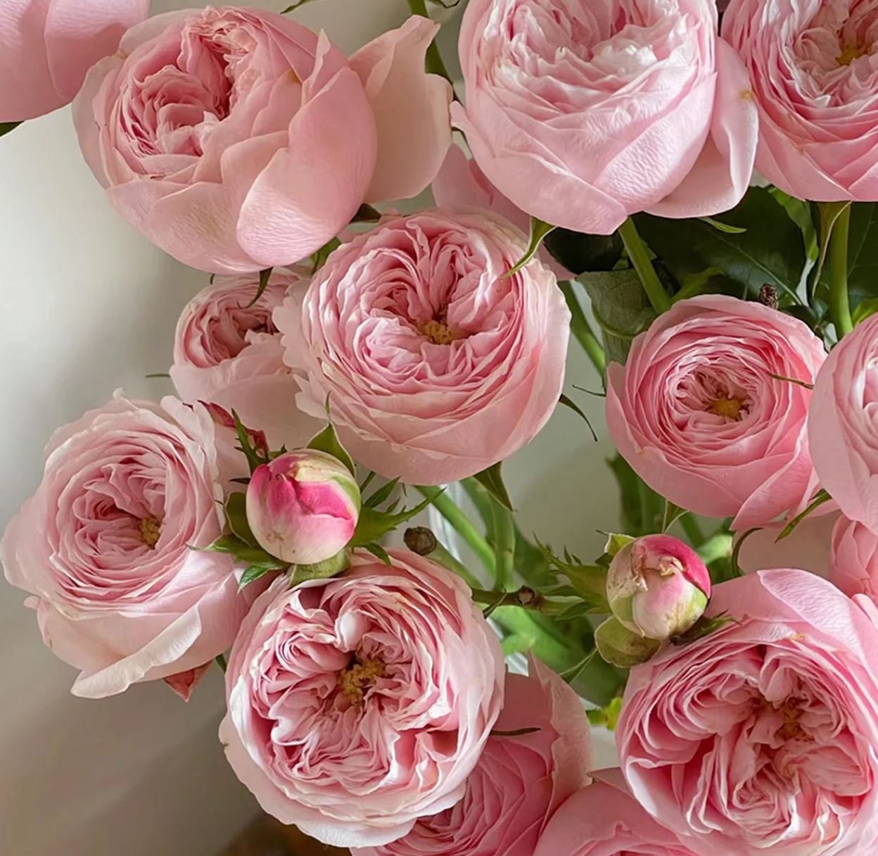 Mansfield Park garden rose plant large flower bush deciduous shrub - Image 2