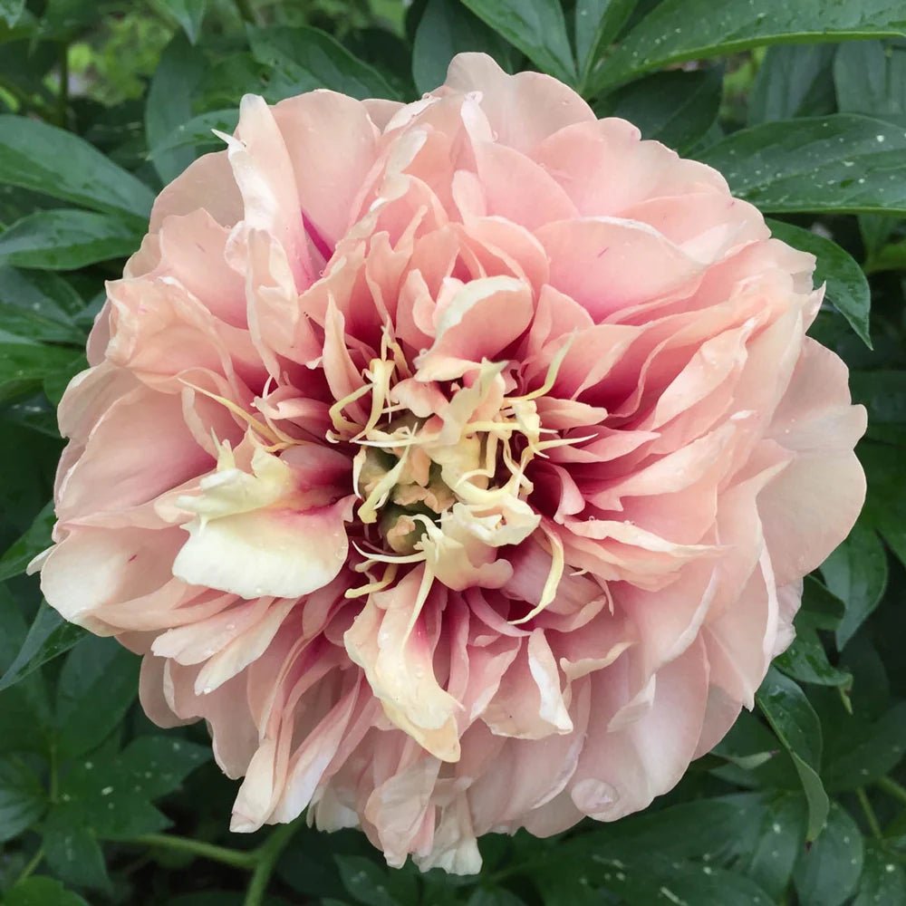 Caroline Constable ITOH peony - Image 2