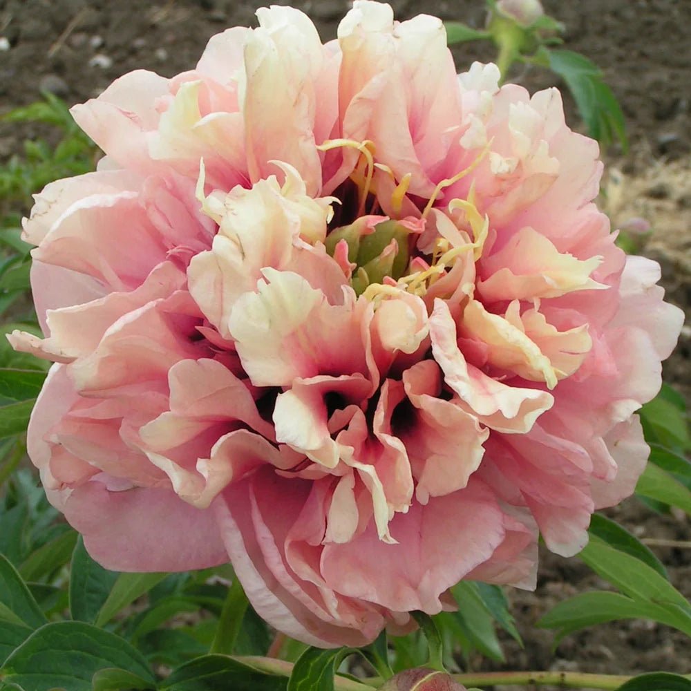 Caroline Constable ITOH peony - Image 3