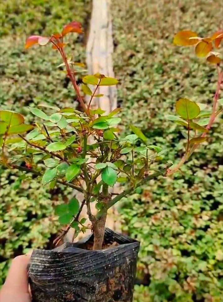 Eu wedding garden rose plant large flower bush deciduous shrub - Image 8