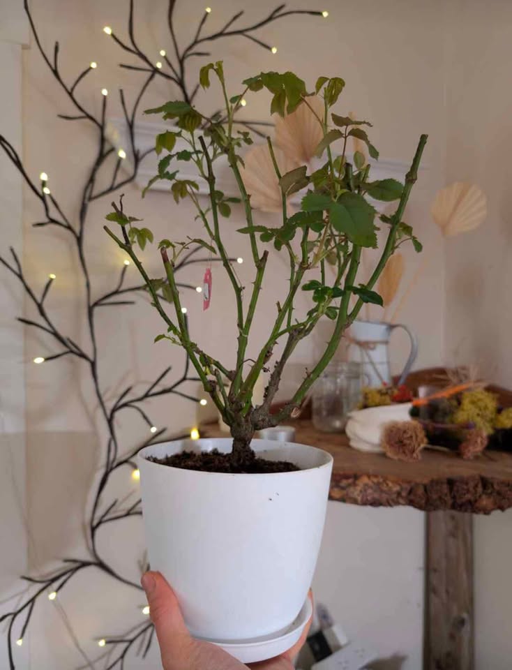 A Shr Lad (Ausled) DA rose cuttings - Image 10