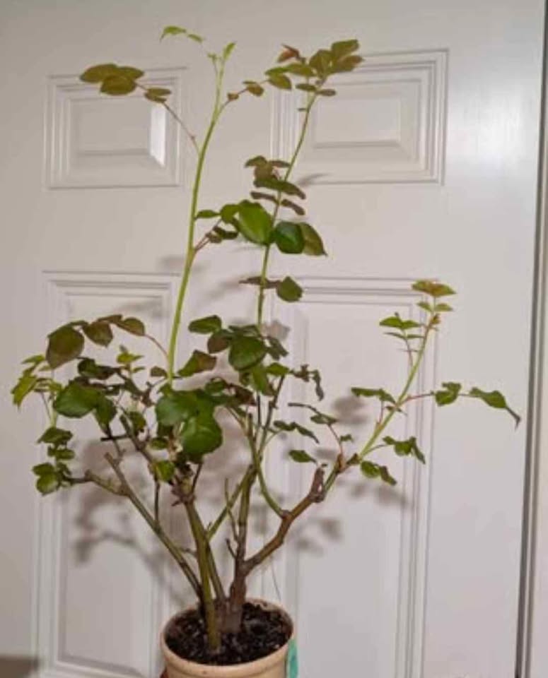Tsumugi garden rose plant large flower bush deciduous shrub - Image 8