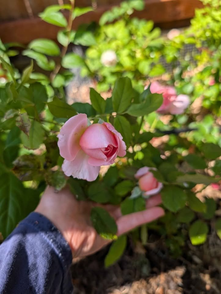 phytu_rose_plant_2_3_years_old_flower_large_garden_bush_wedding