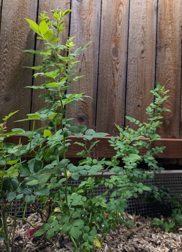 Tsumugi garden rose plant large flower bush deciduous shrub - Image 6