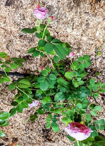 New thornless rose plant large flower bush deciduous shrub - Image 4