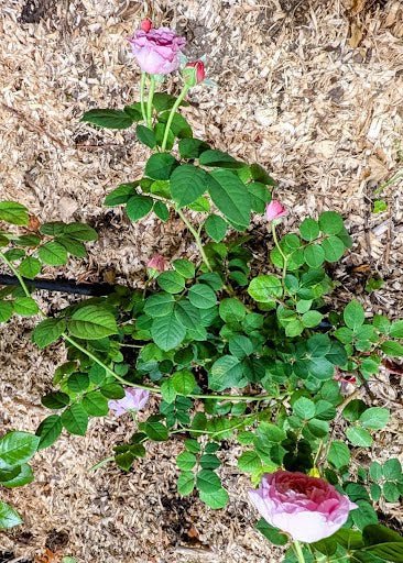 Co wedding garden rose plant large flower bush deciduous shrub - Image 13