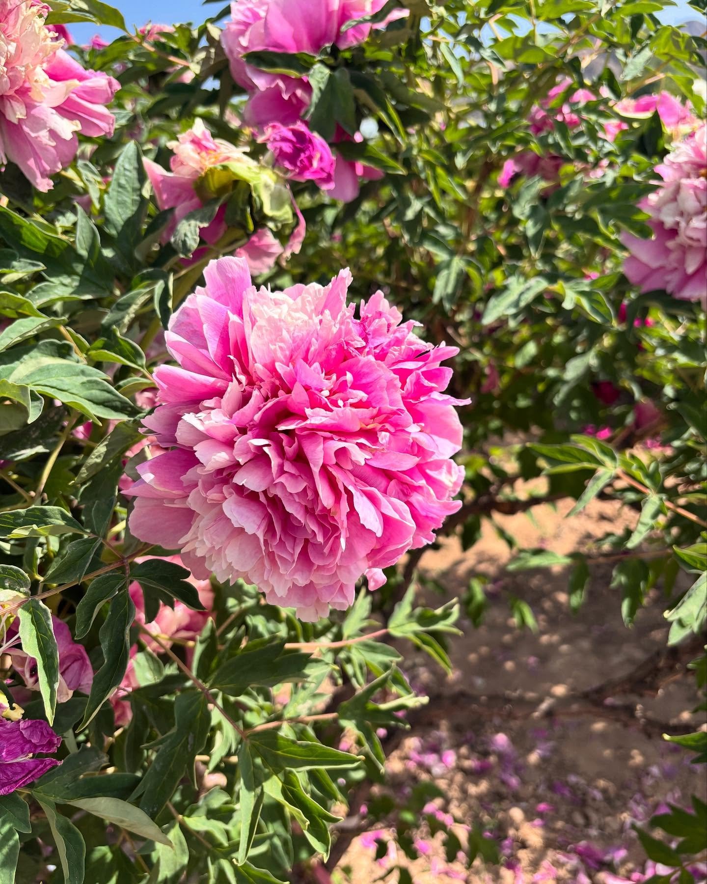 10 seeds large flower tree peony - Image 6