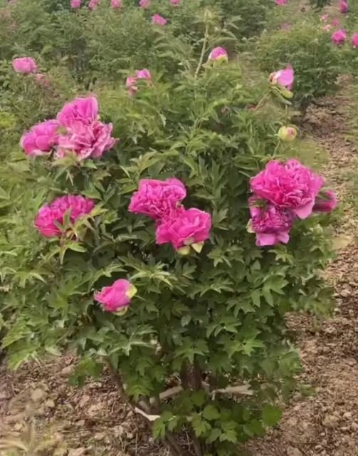 10 seeds large flower tree peony - Image 4