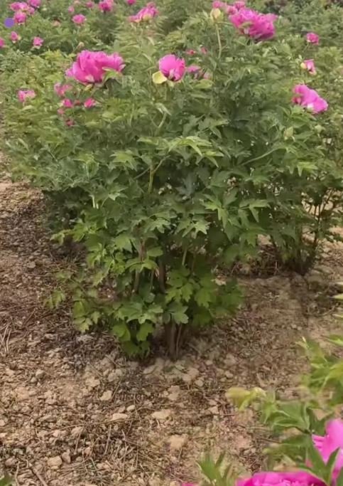 10 seeds large flower tree peony - Image 5
