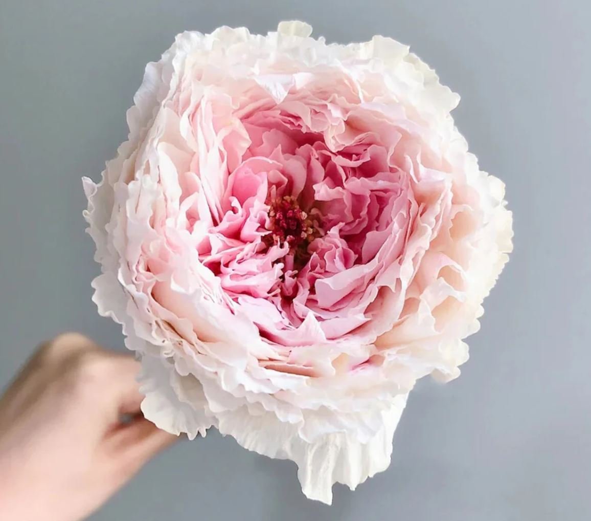 Tsumugi Fuli Wabara rose plant large flower bush deciduous shrub - Image 4