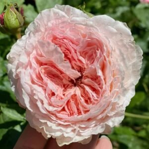 Tsumugi Fuli Wabara rose plant large flower bush deciduous shrub